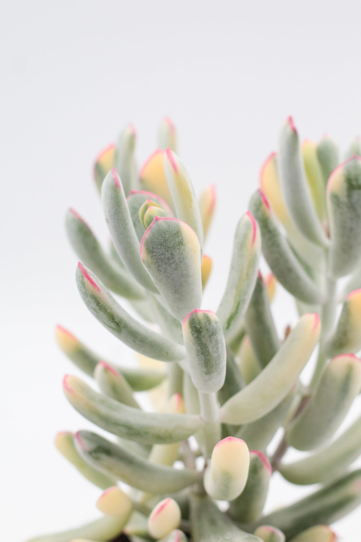 Cotyledon orbiculata variegata