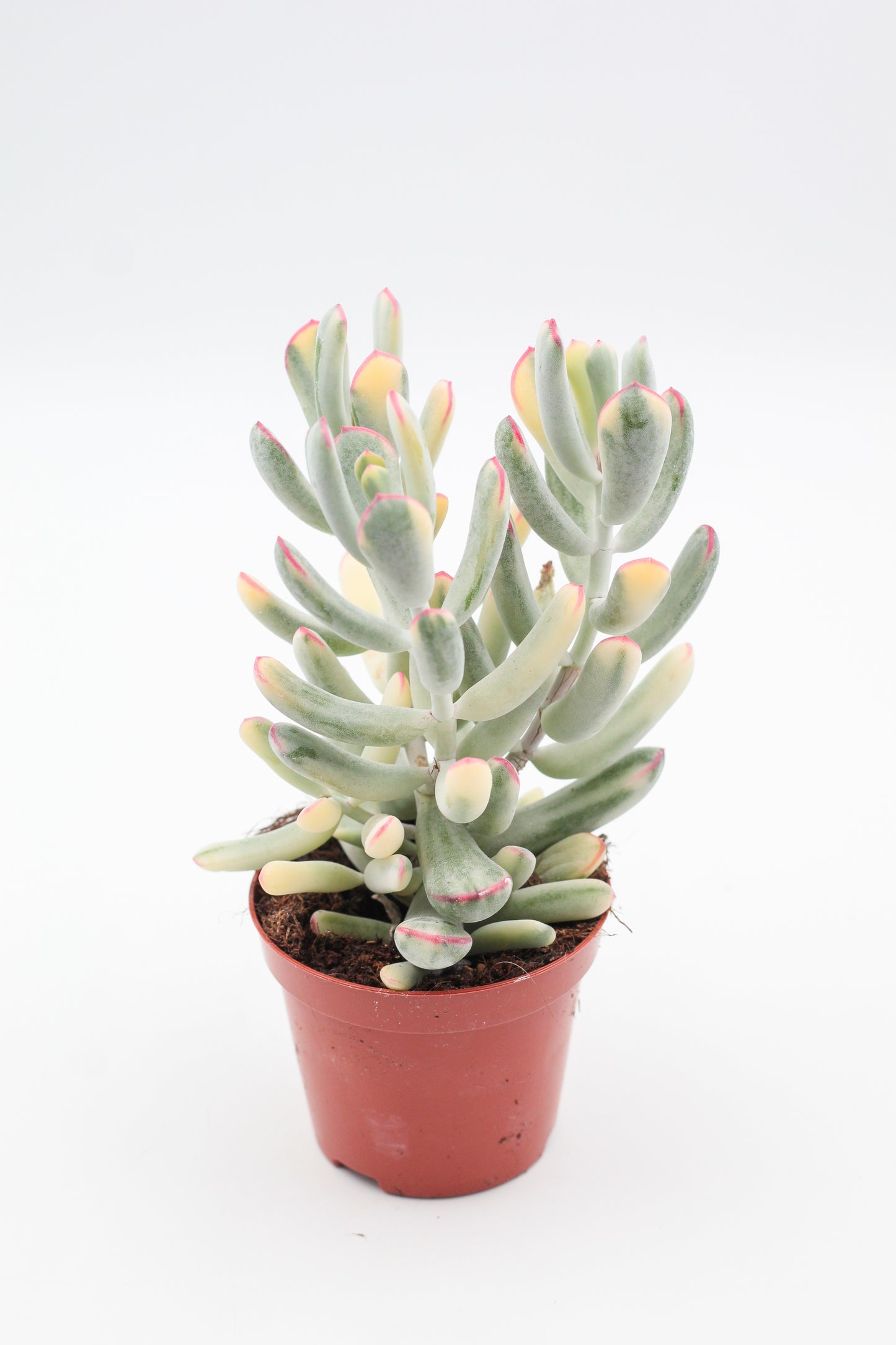 Cotyledon orbiculata variegata