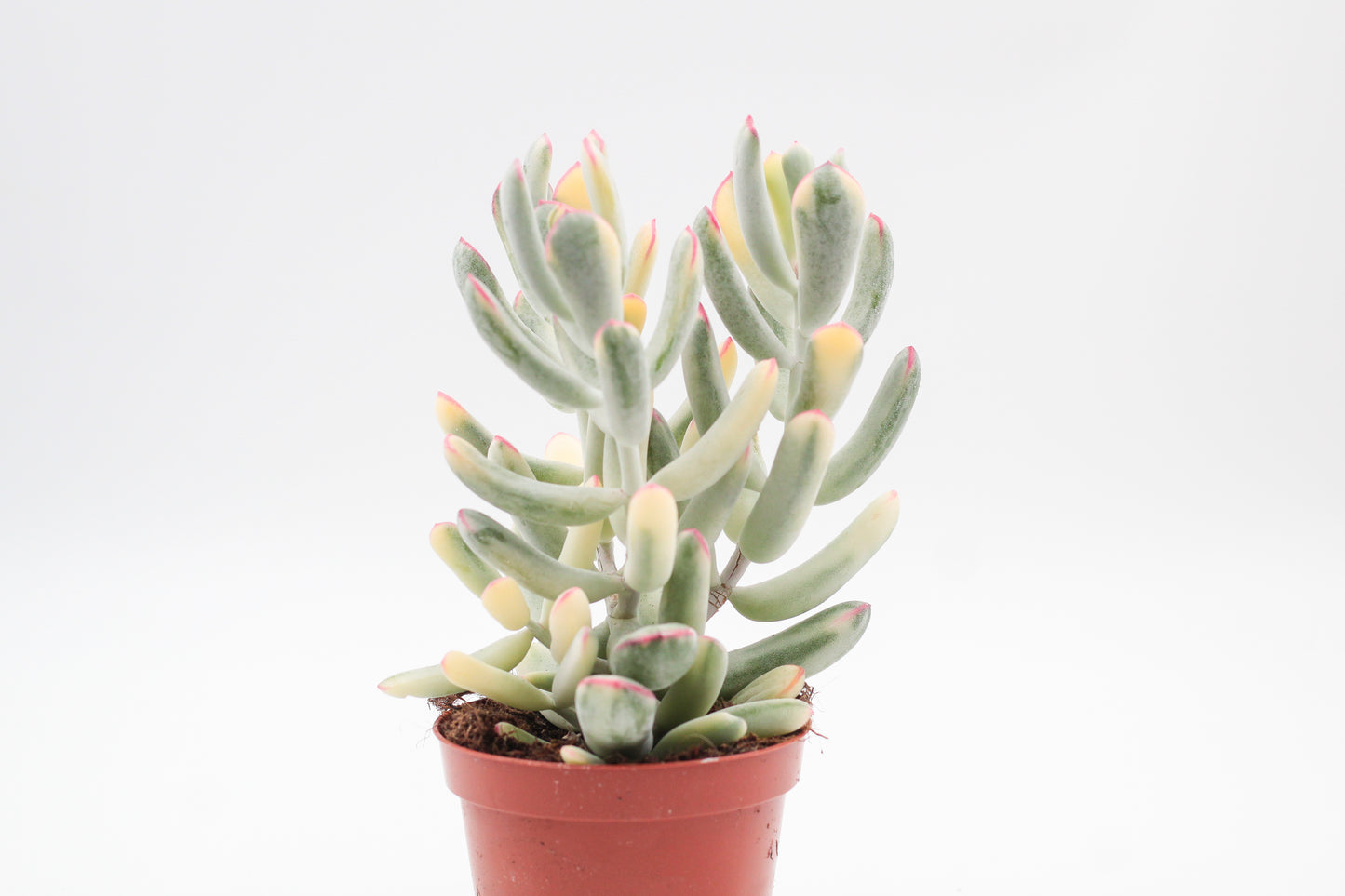 Cotyledon orbiculata variegata