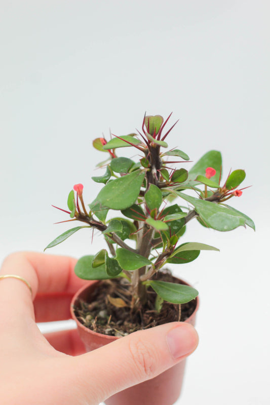 Euphorbia Milii Christusdoorn