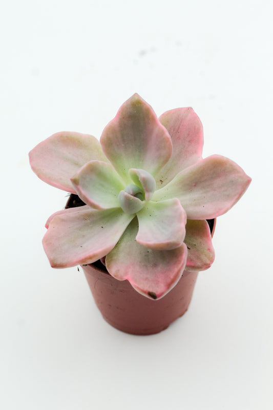 ×Graptoveria 'Mrs Richards'