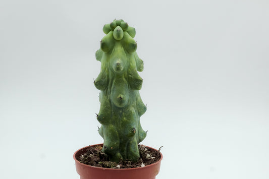 Myrtillocactus geometrizans fukurokuryuzinboku "boobie cactus"