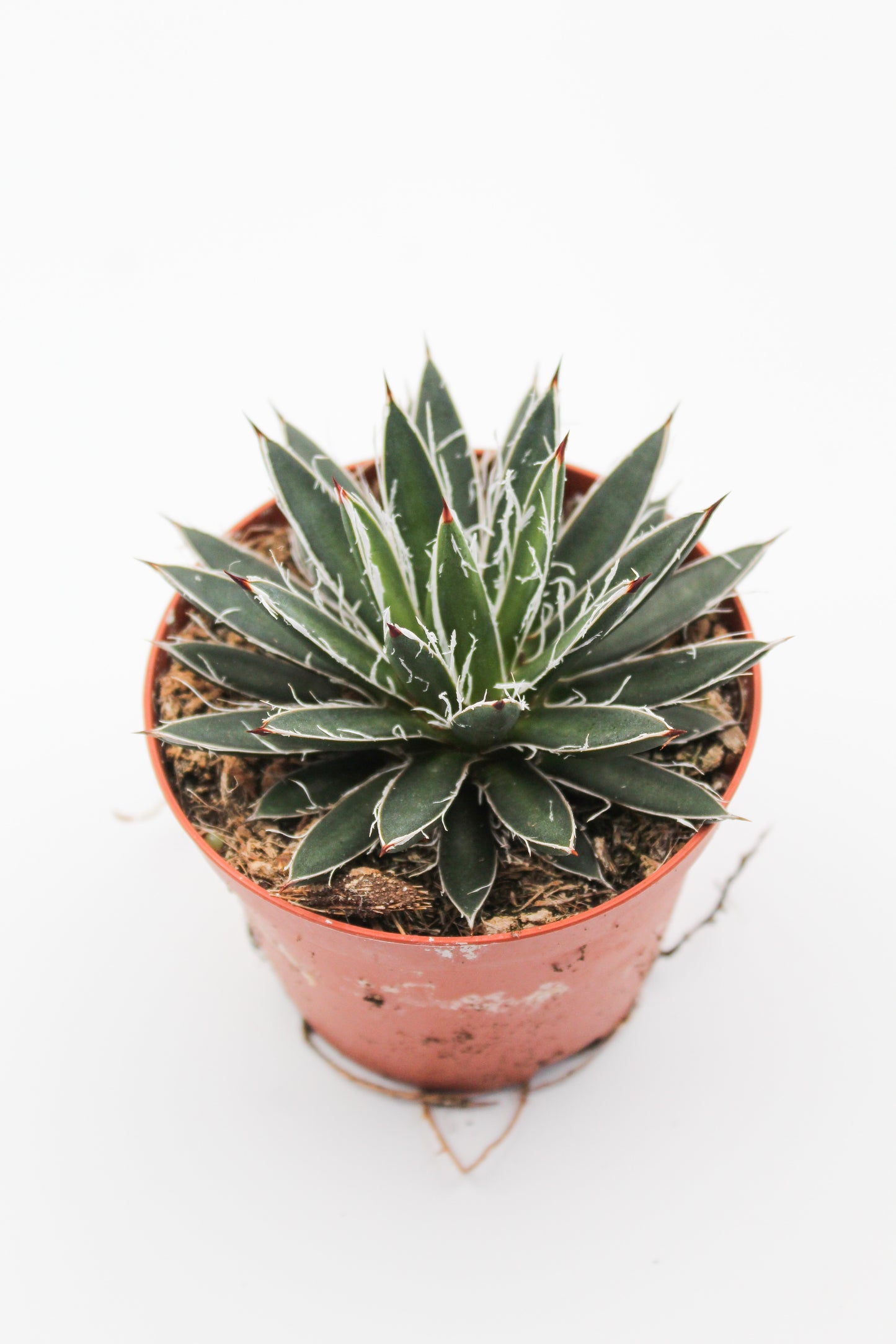 Agave filifera subs. schidigera f. compacta