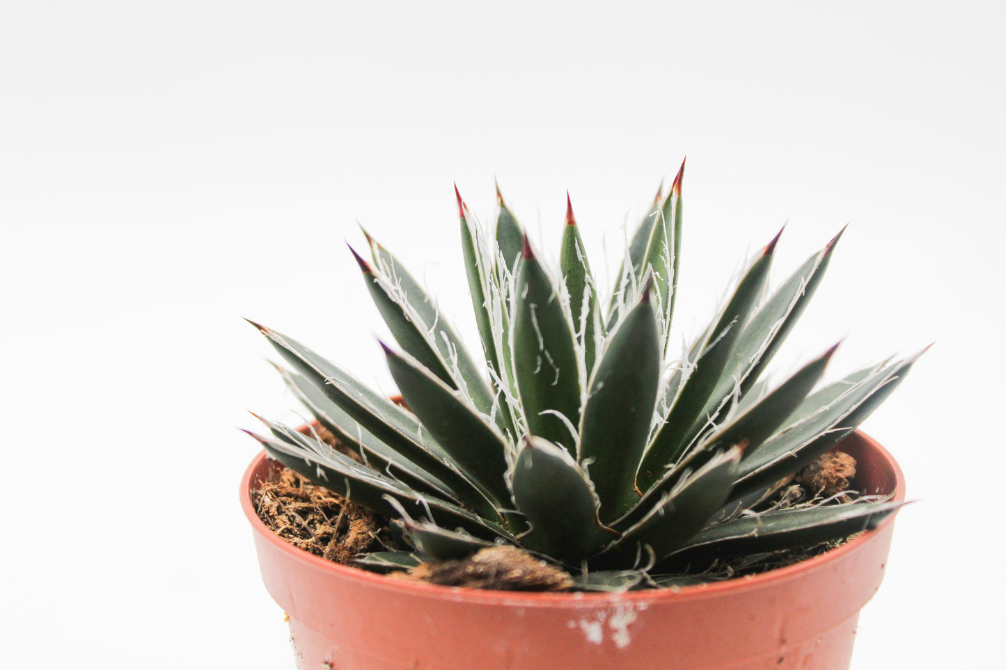 Agave filifera subs. schidigera f. compacta