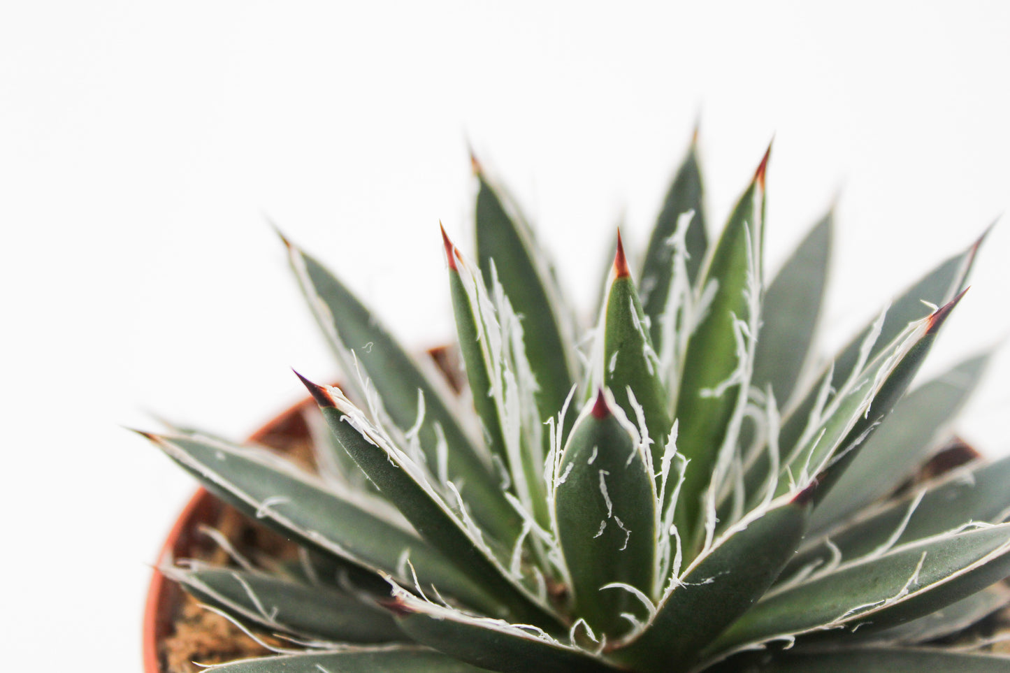 Agave filifera subs. schidigera f. compacta