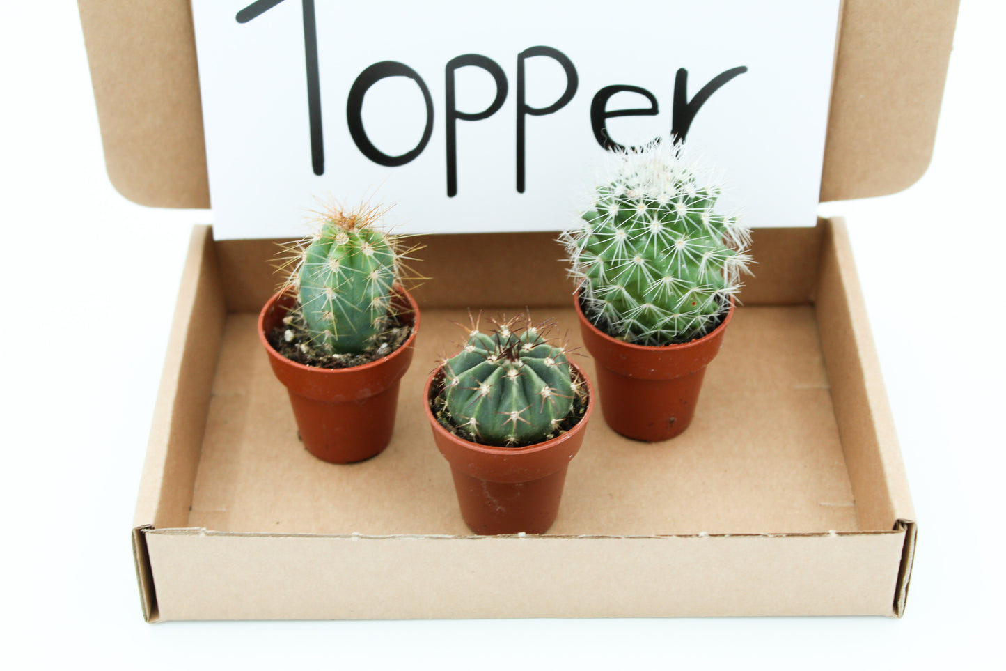 Letterbox gift cactus