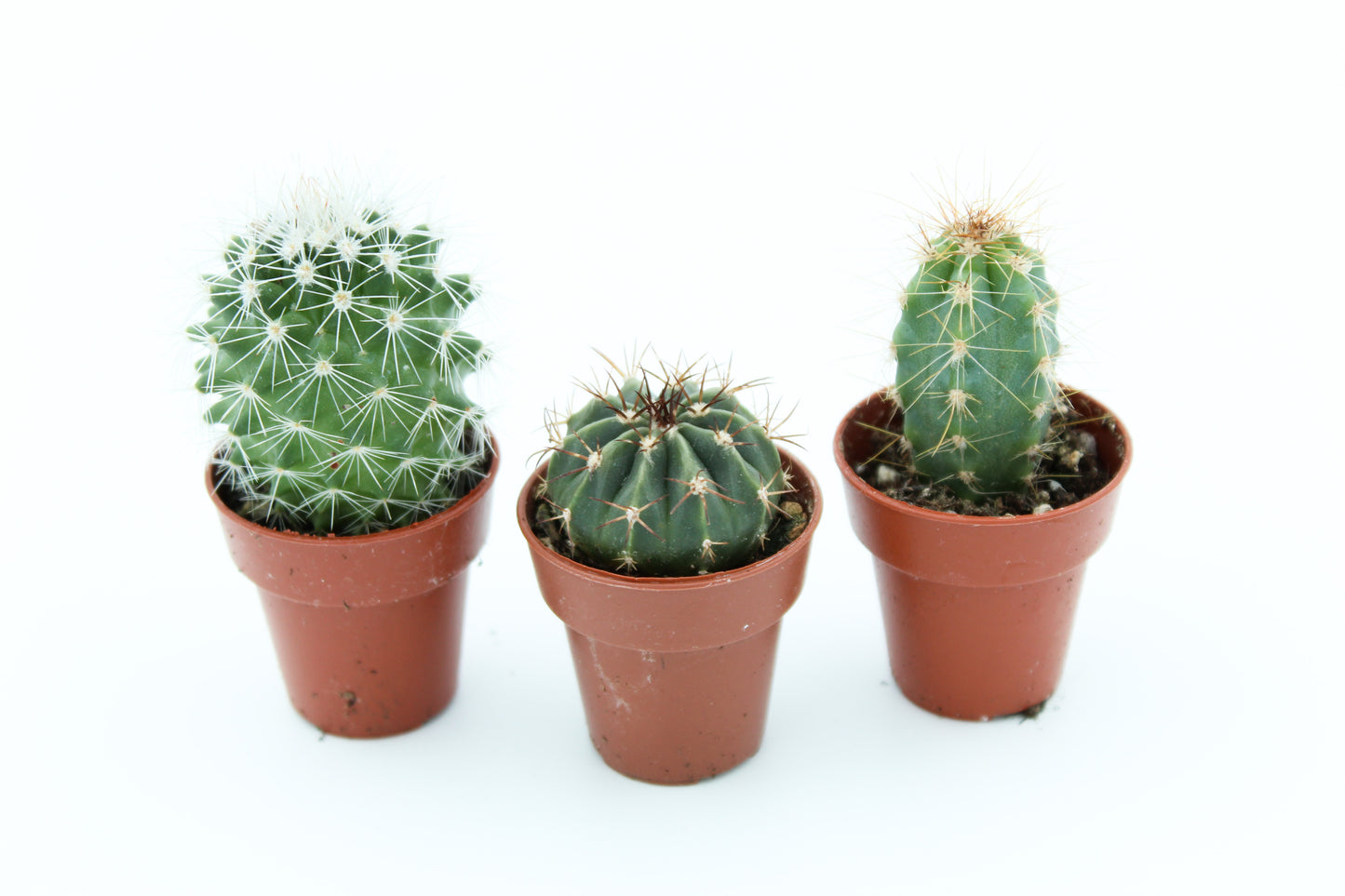 Letterbox gift cactus