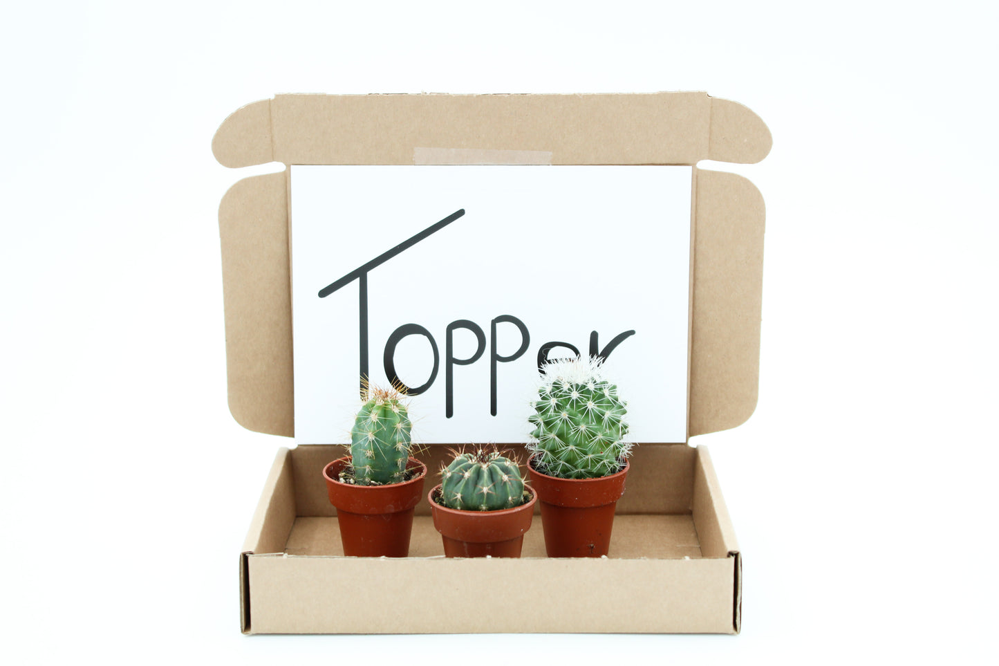 Letterbox gift cactus
