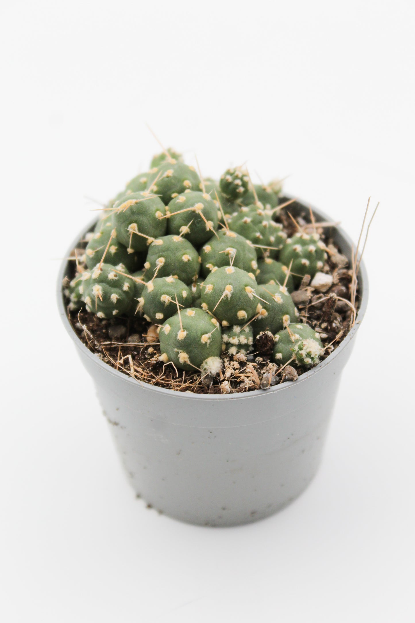 Cumulopuntia rossiana var. fuauxiana