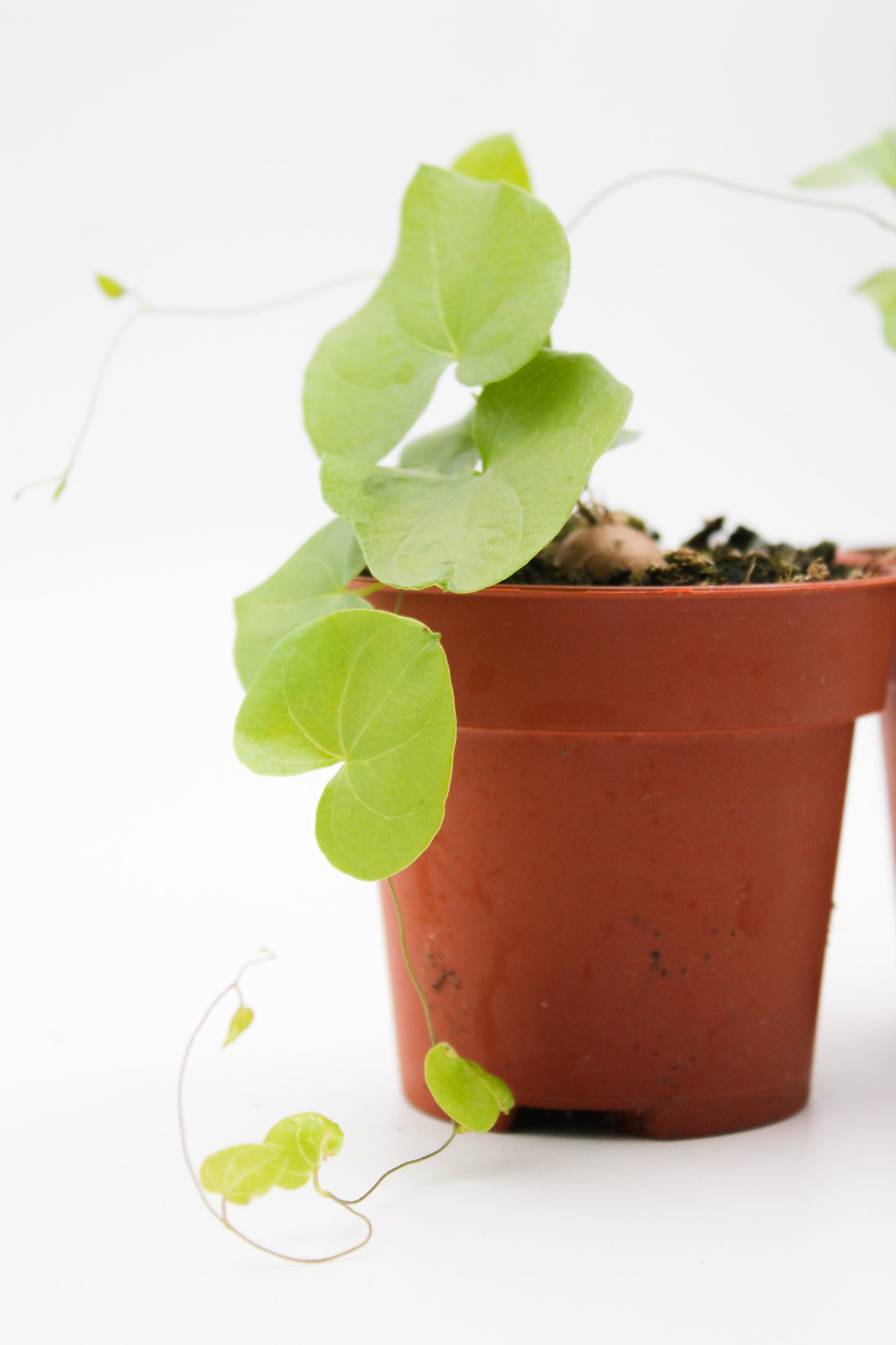 Dioscorea Elephantipes Caudex