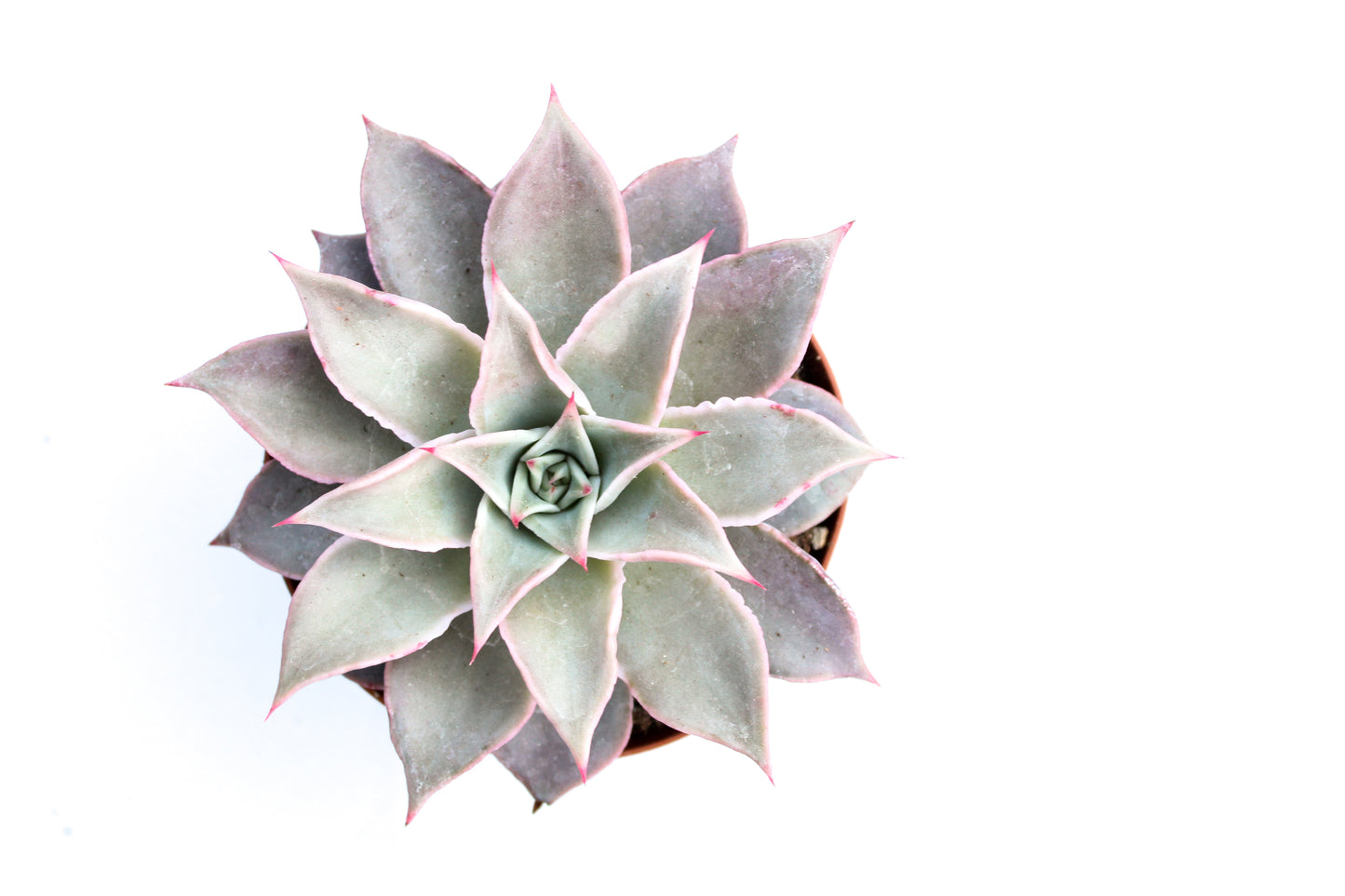 Echeveria Madiba