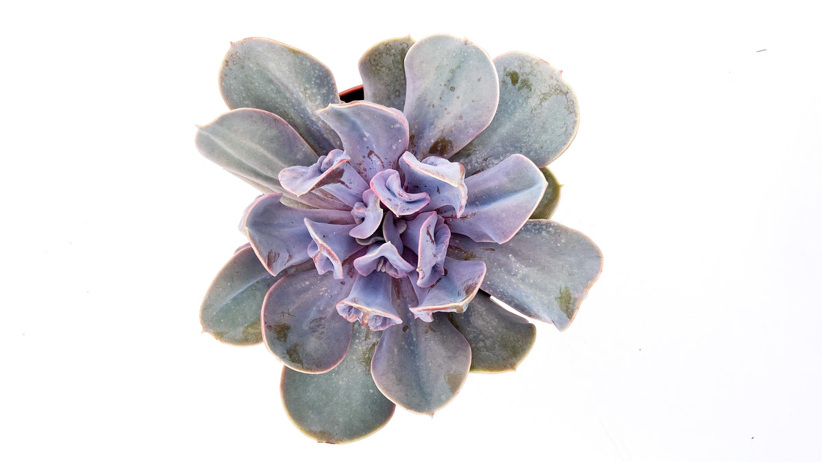 Echeveria Trompette