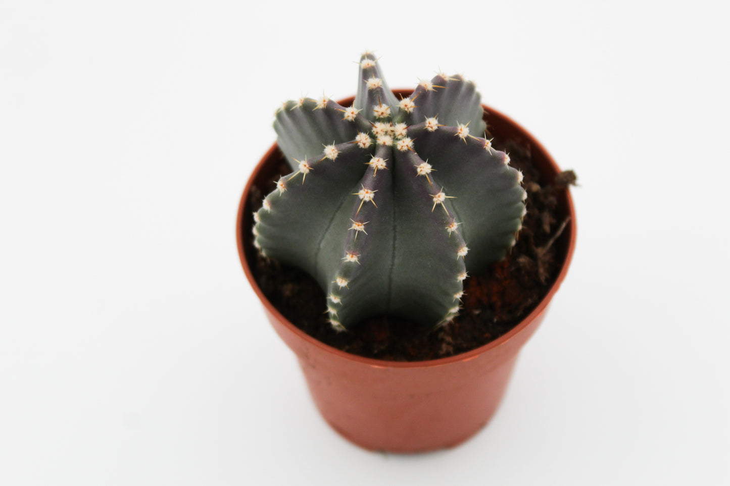 Echinocereus subinermis