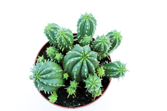 Euphorbia Aggregata