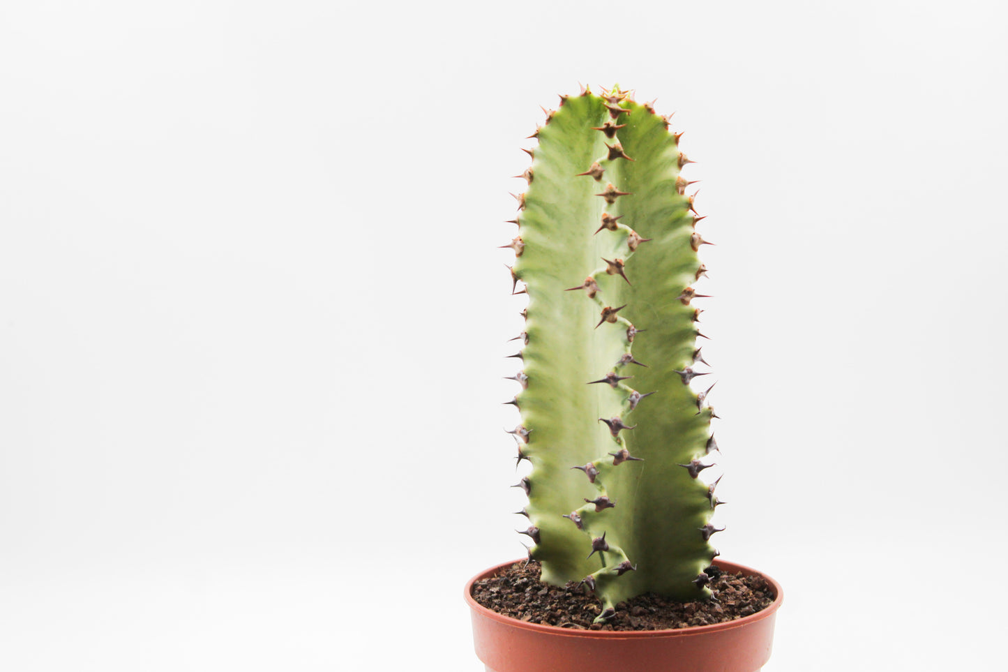 Euphorbia erythraeae variegata medium