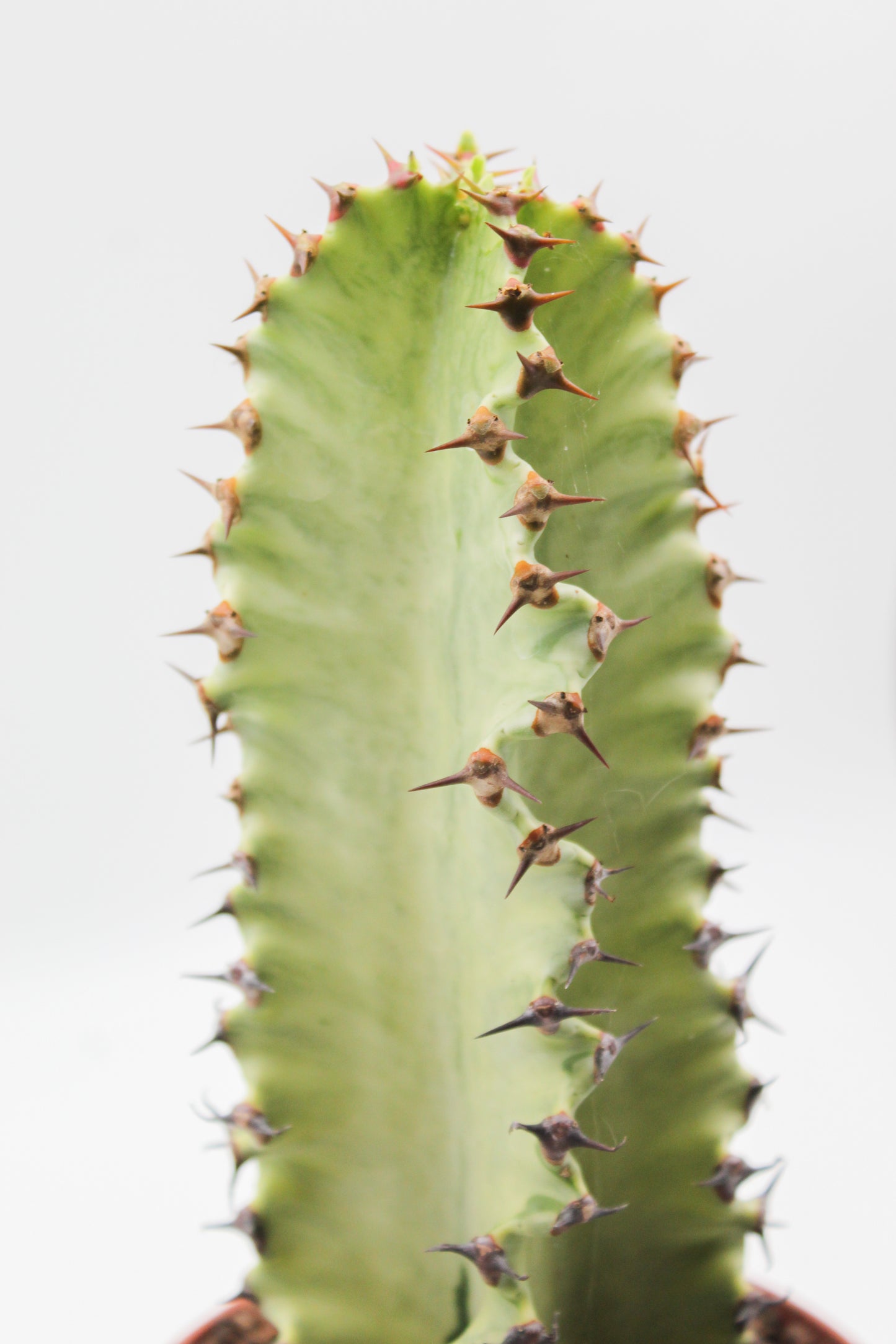 Euphorbia erythraeae variegata medium