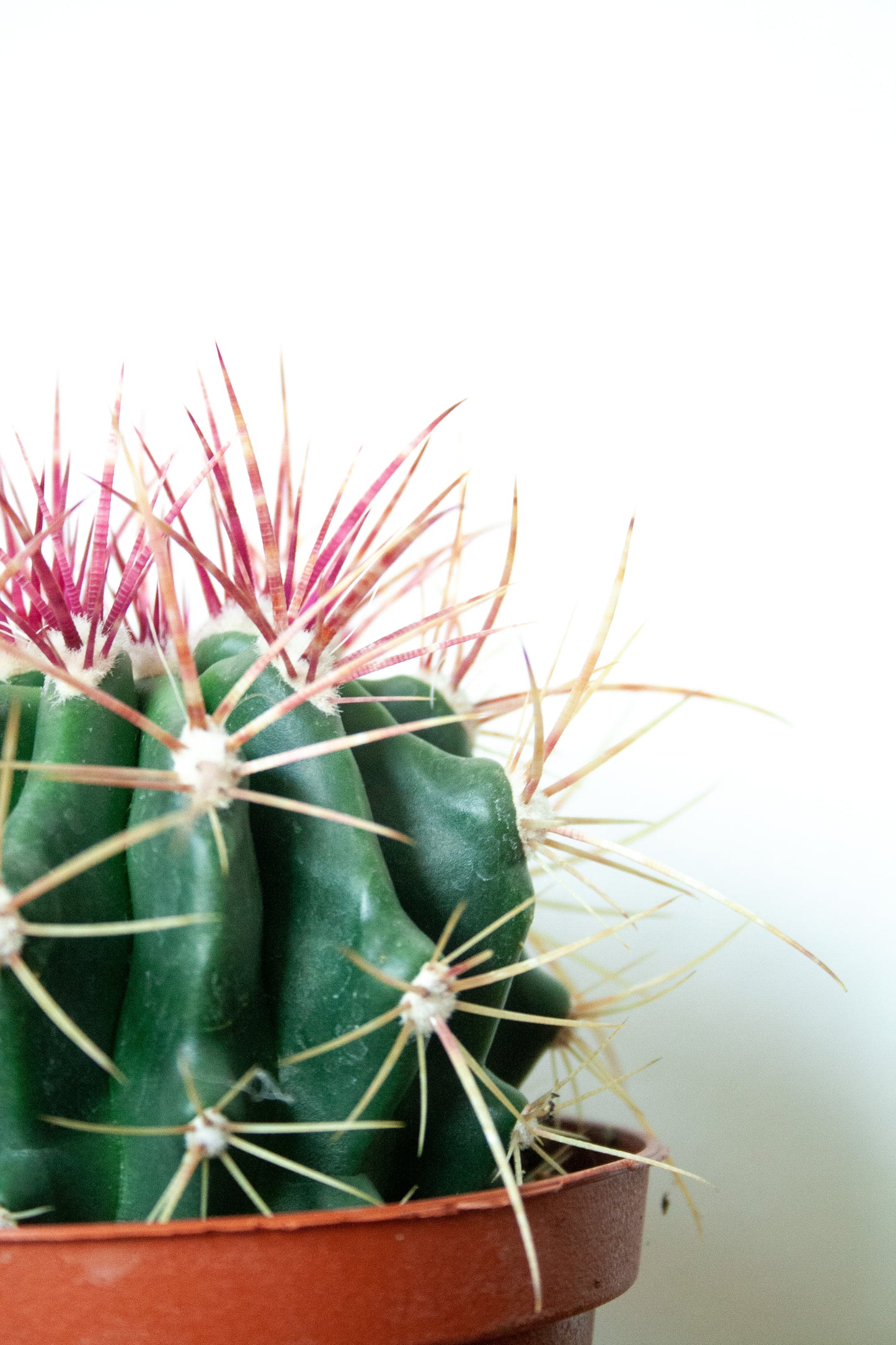 Ferocactus stainesii