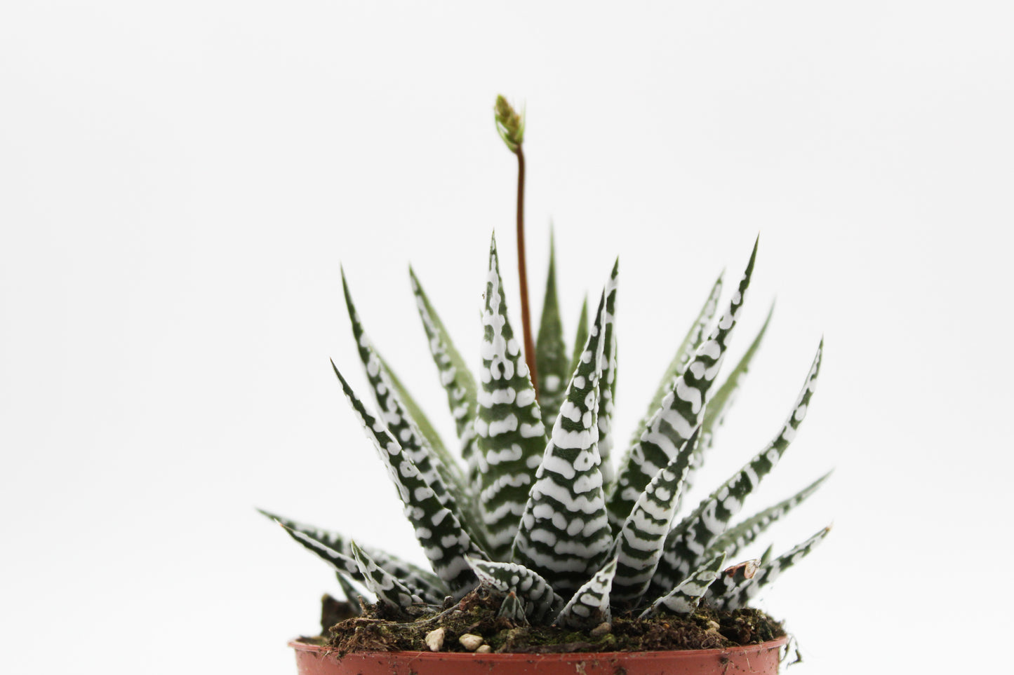 Haworthia Fasciata "alba" zebraplant