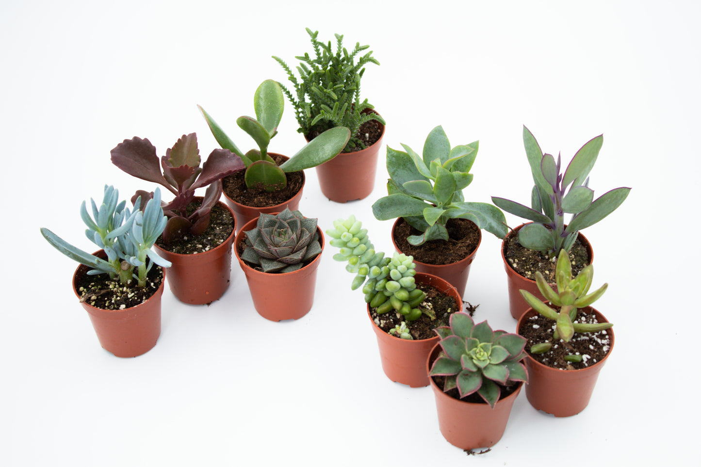 Value set 10 pcs (5.5 cm) Succulent plant