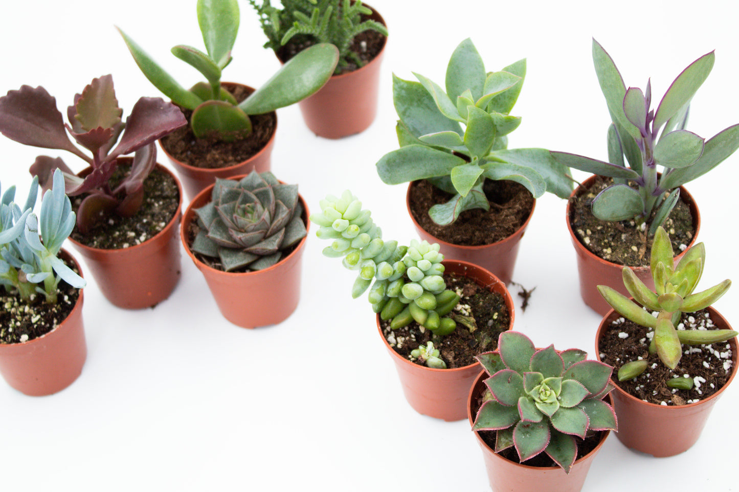 Value set 10 pcs (5.5 cm) Succulent plant