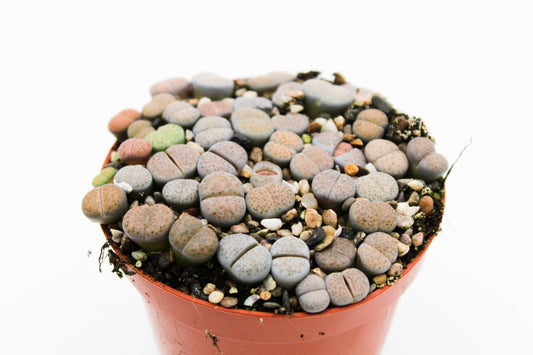 Lithops Fulviceps clusters