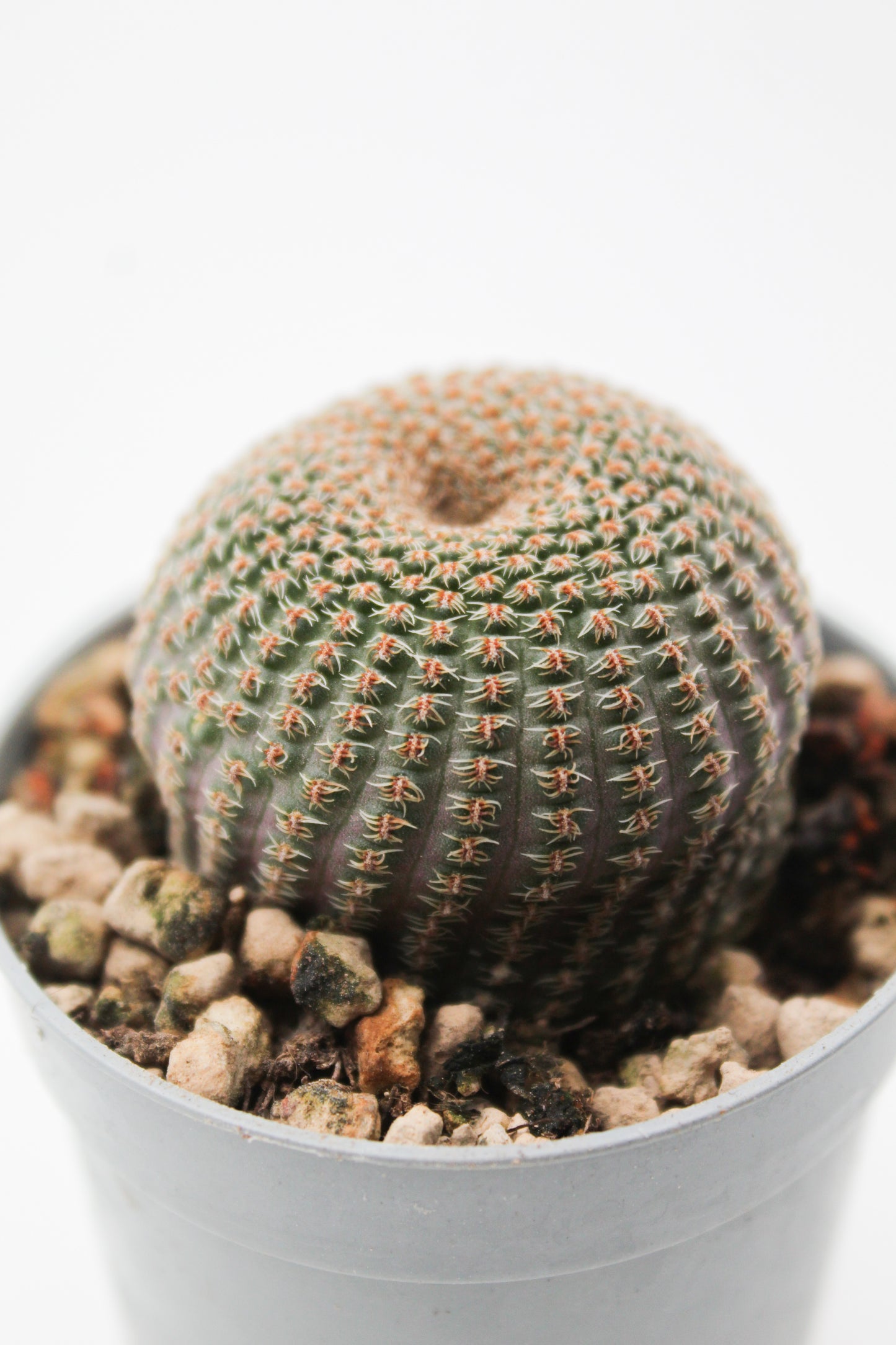 Echinopsis famatimensis