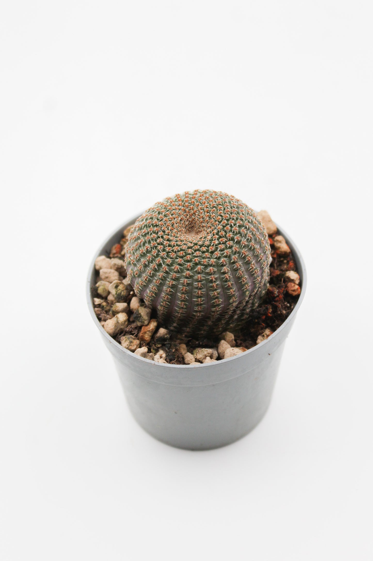 Echinopsis famatimensis