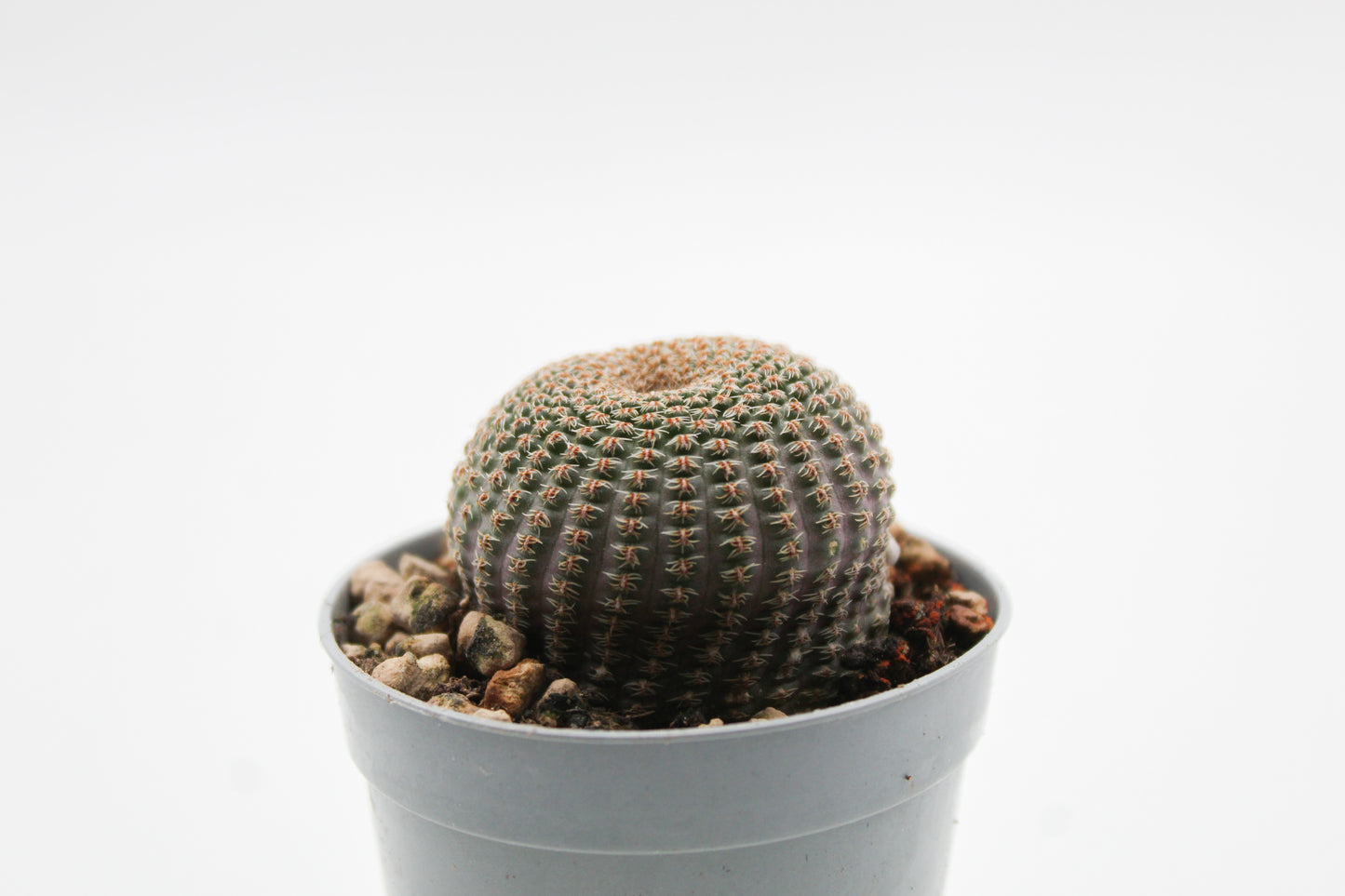 Echinopsis famatimensis