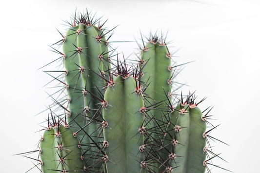 Cactussen
