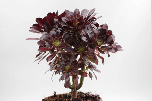 De Aeonium