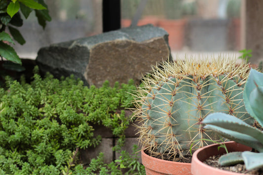 Winterharde en vorstbestendige cactussen en vetplanten