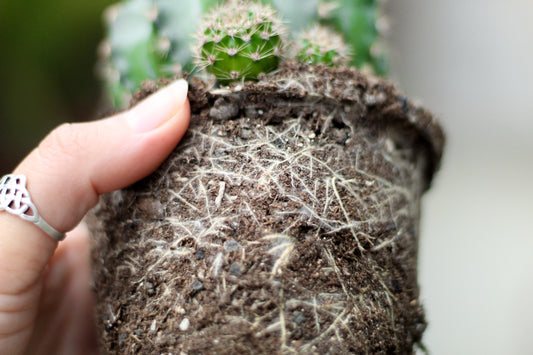 Wortels. Hoe check ik de wortels van mijn cactussen en vetplanten?