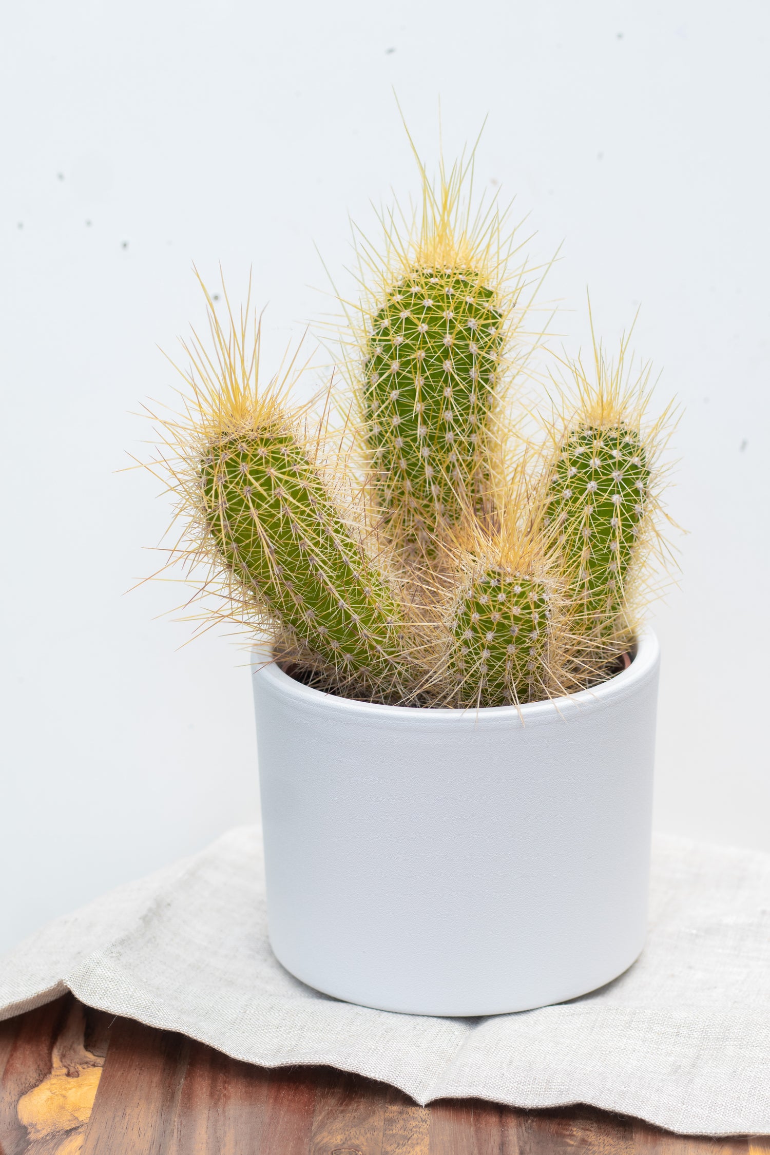 Cactussen