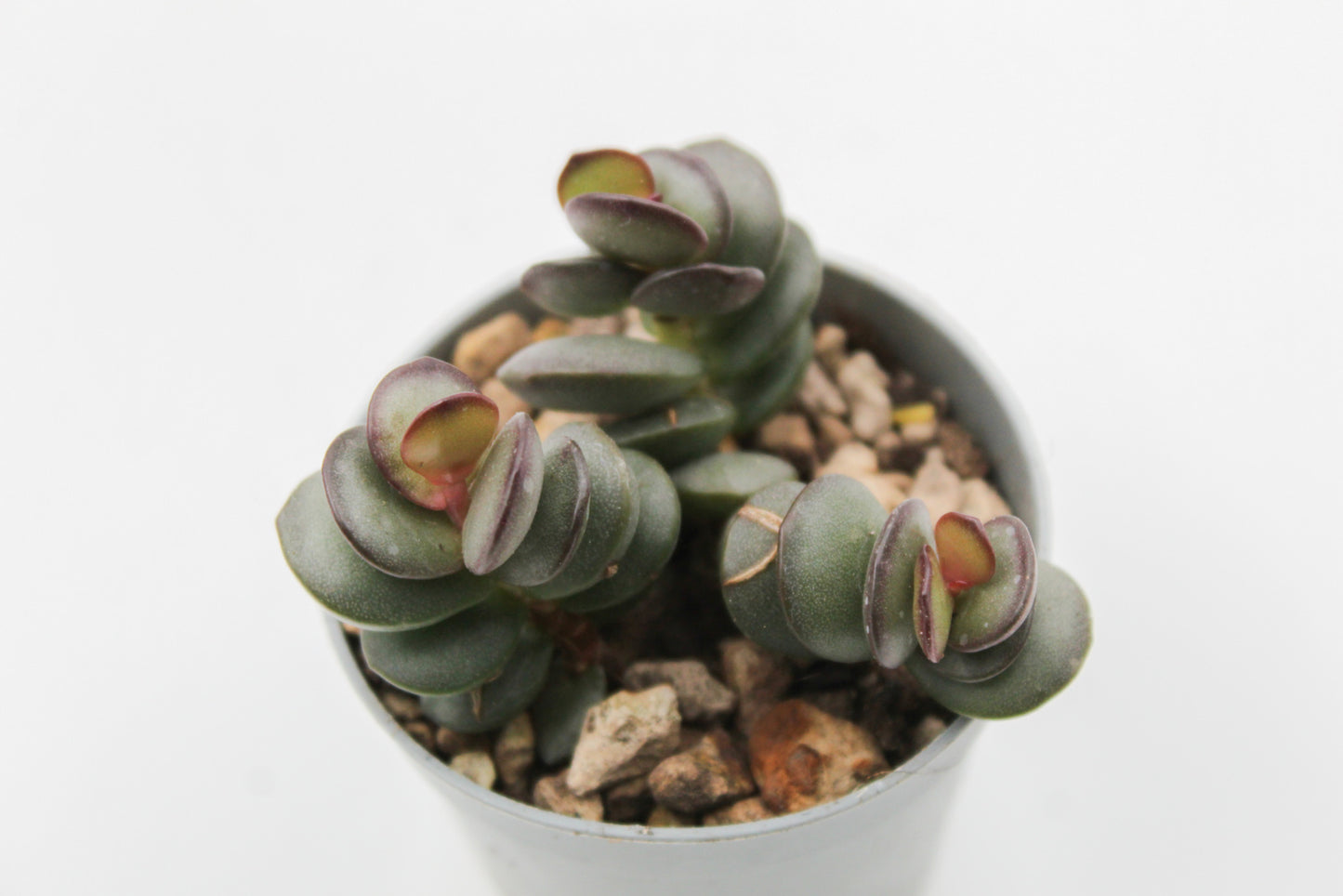 Adromischus subdistichus