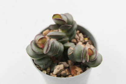 Adromischus subdistichus