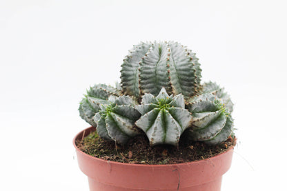 Euphorbia Horrida gray form