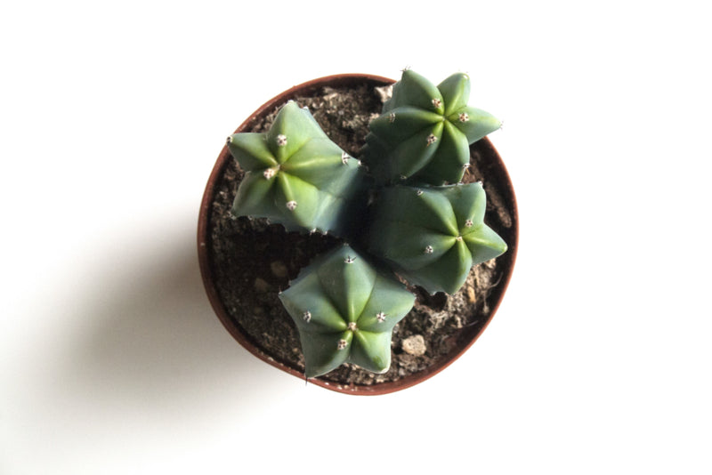 Myrtillocactus Geometrizans