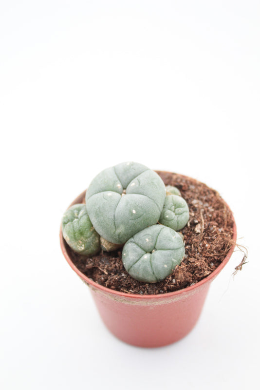 Lophophora Williamsii caespitosa (PEYOTE CACTUS)