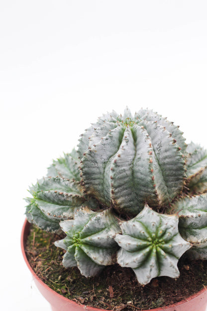 Euphorbia Horrida gray form