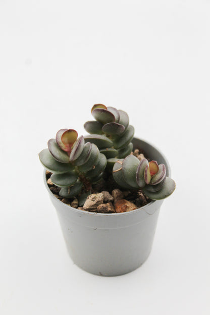 Adromischus subdistichus