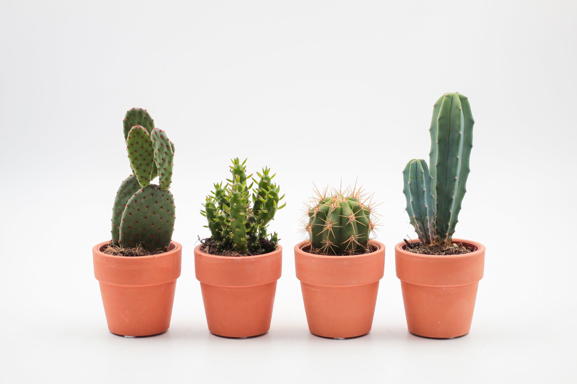 cactus of vetplant in een terracotta pot. Leuke mini cactus en vetplanten mix in pot.