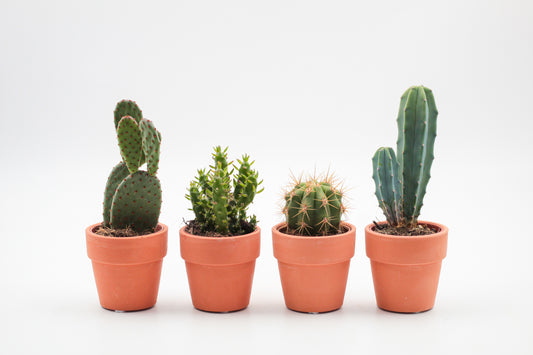cactus of vetplant in een terracotta pot. Leuke mini cactus en vetplanten mix in pot.