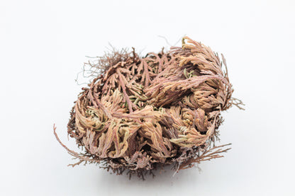Selaginella lepidophylla "Roos van Jericho"