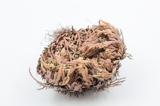 Selaginella lepidophylla "Roos van Jericho"