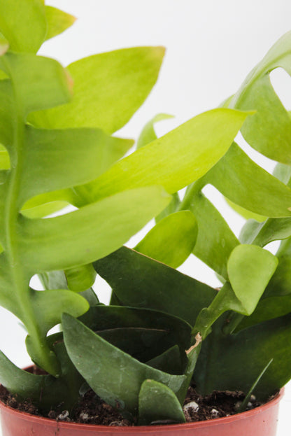 Epiphyllum Chrysocardium