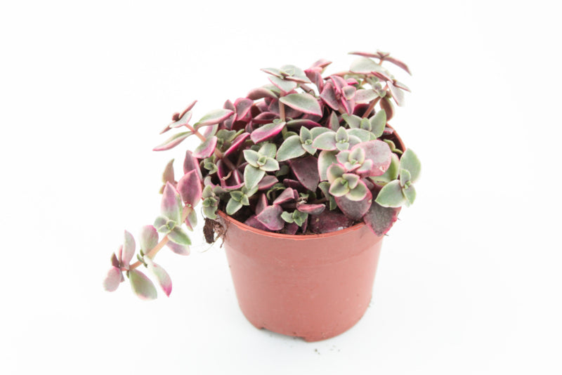 Crassula Marginalis