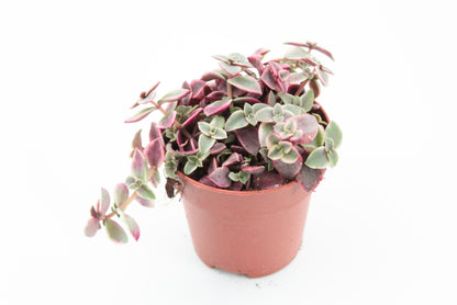 Crassula Marginalis