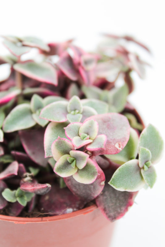 Crassula Marginalis