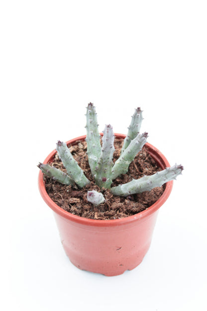 Huernia Pendurata