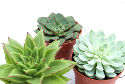 Echeveria mix 3 pieces